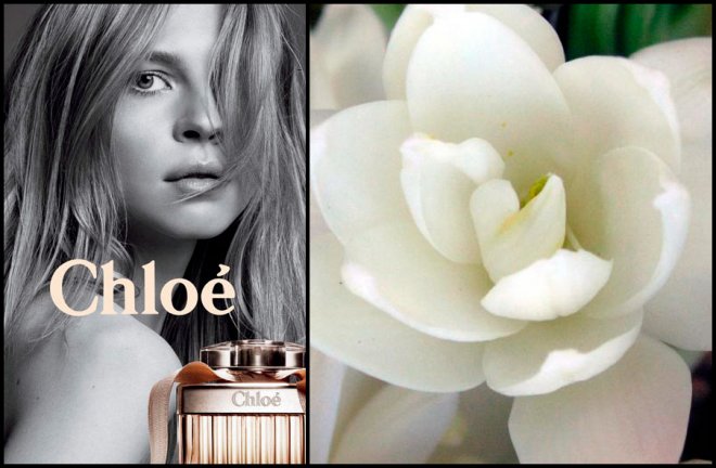 Tuberose flowers and Chloe fragrances