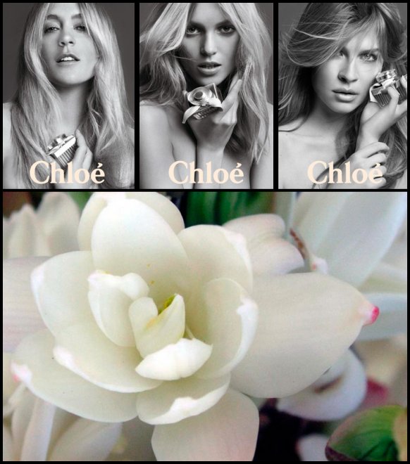 Chloe fragrances