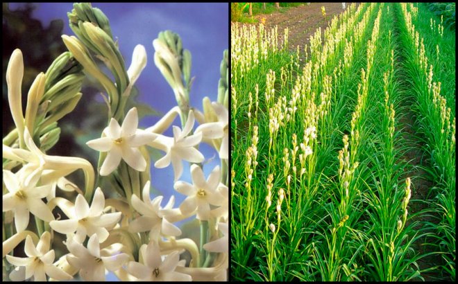 Tuberose flowers