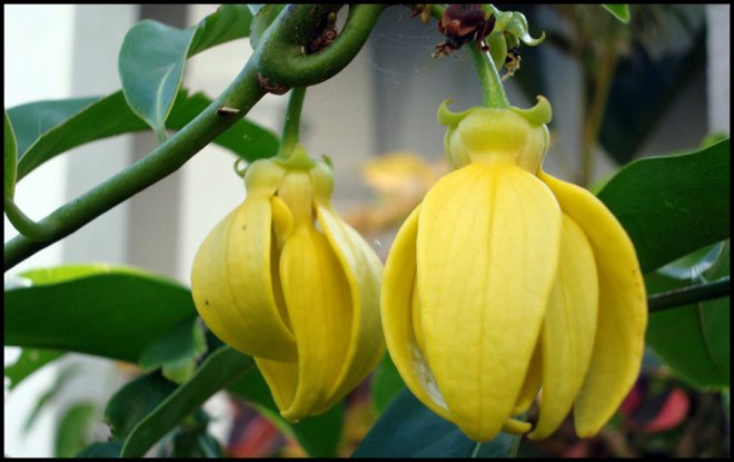 Ylang Ylang essential oil