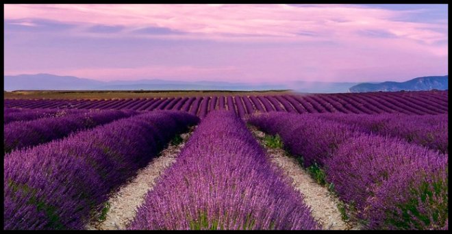 perfume lavender