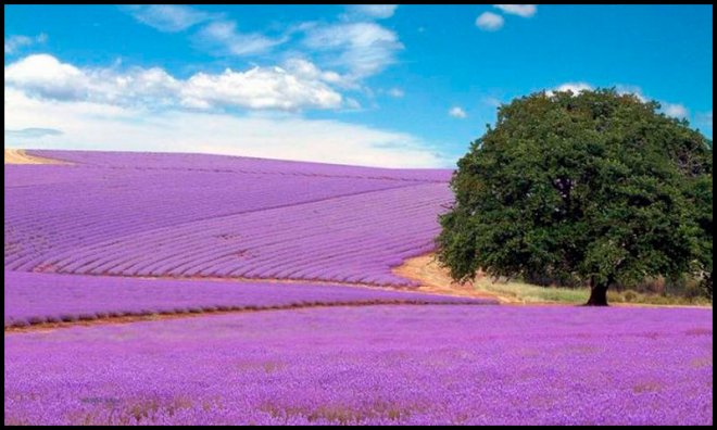 champs de lavande pour la production de parfumerie