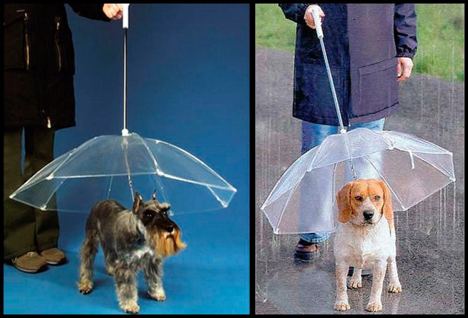 parapluies pour chiens