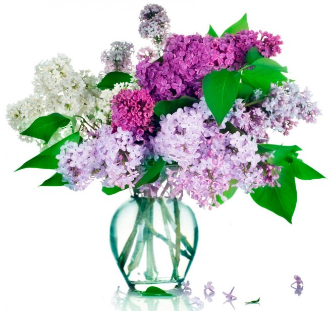 The scent of lilacs in perfumery