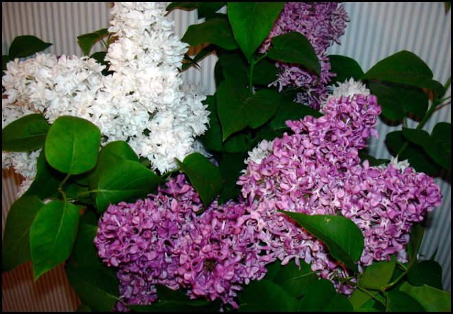 The scent of lilacs in perfumery