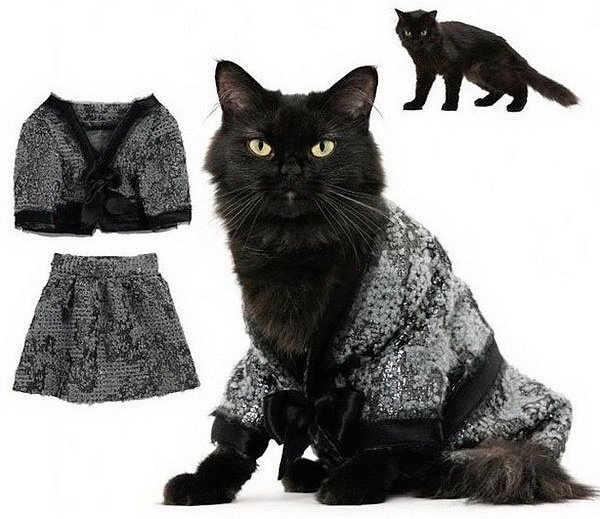 Stylish wardrobe for a cat