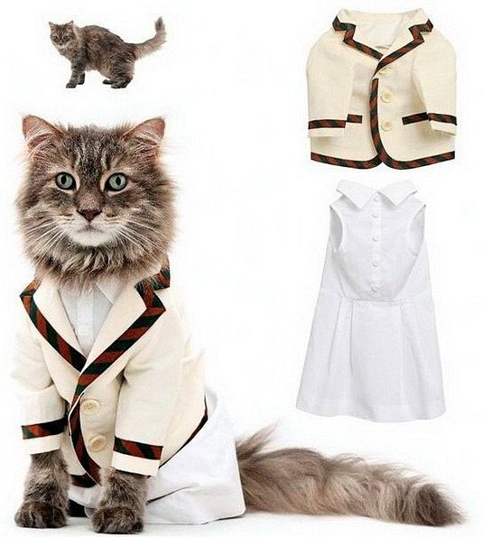 Clothes and accessories for cats