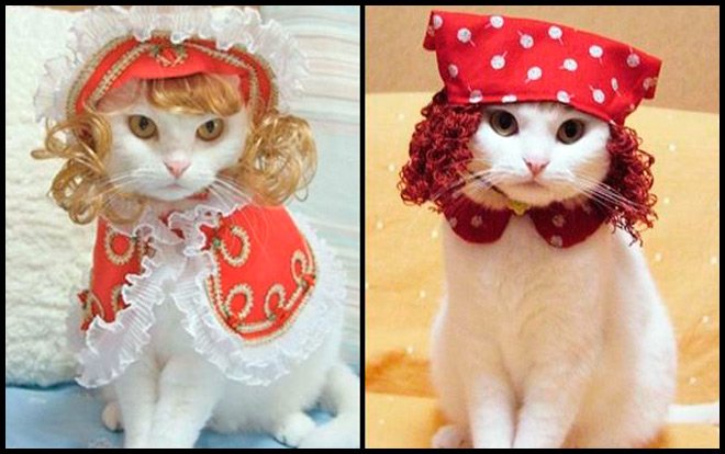 Clothes and jewelry for stylish cats