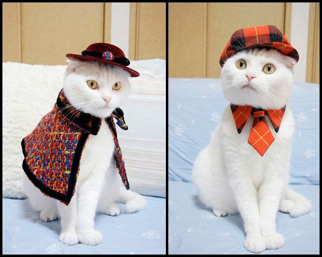 Clothes for stylish cats