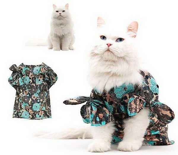 Clothes and accessories for cats