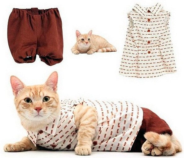 Clothes and accessories for cats