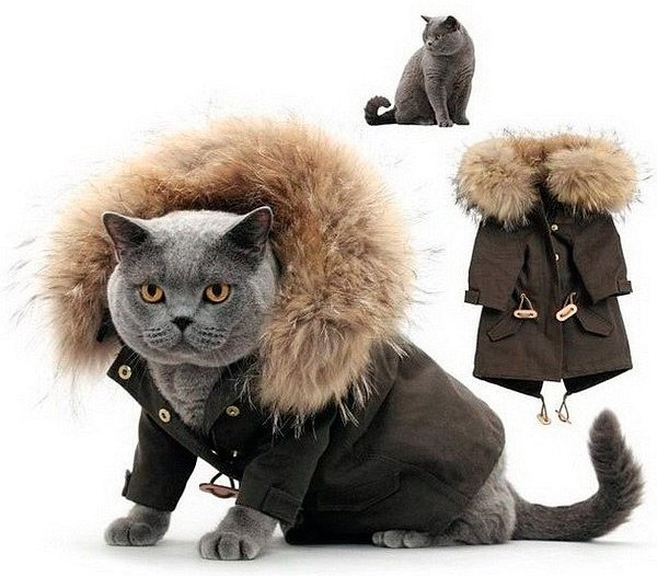 Clothes and accessories for cats