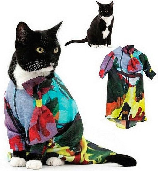 photo cats in original clothes