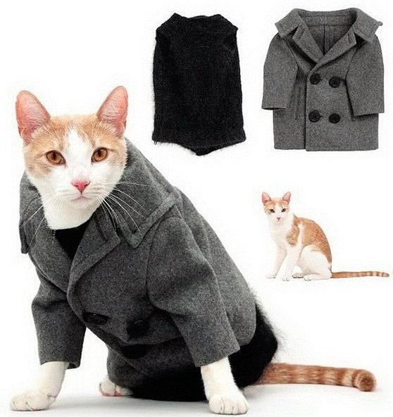 Clothes and accessories for cats