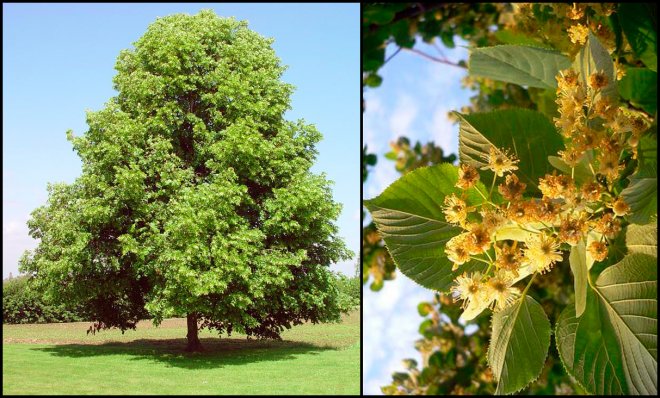 Linden and linden blossom