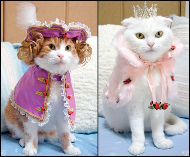 photo cats in original clothes