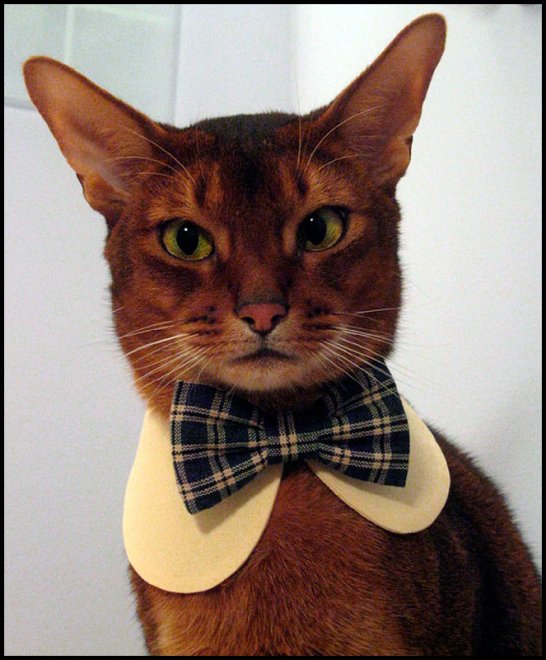 Clothes and jewelry for stylish cats