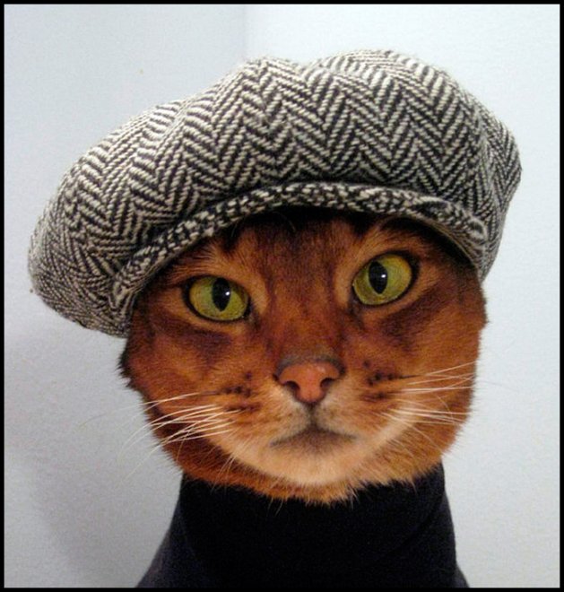 Clothes and jewelry for stylish cats