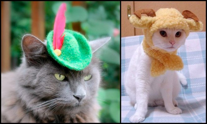 photo cats in original clothes