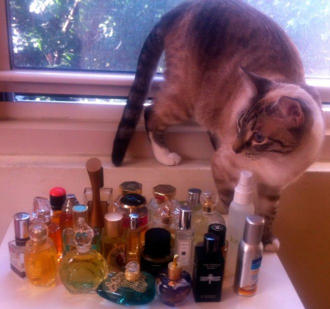 The cat and my perfume