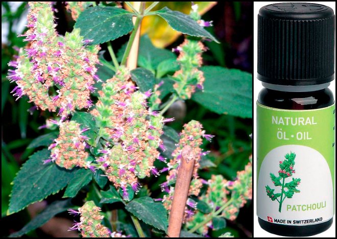 Patchouli oil in perfumery