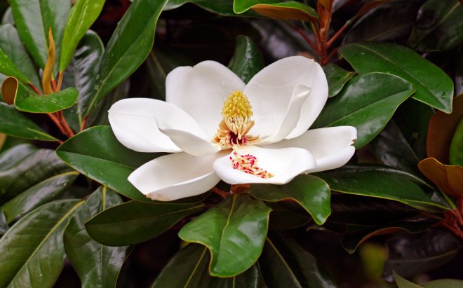 magnolia flower