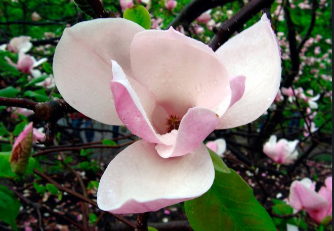 magnolia flower