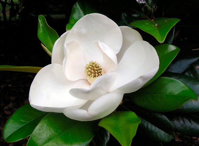 magnolia flower