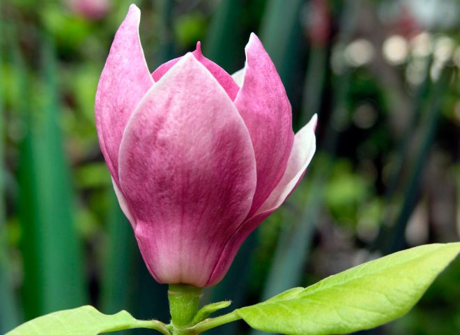 magnolia flower