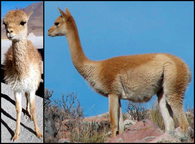 Vicuna