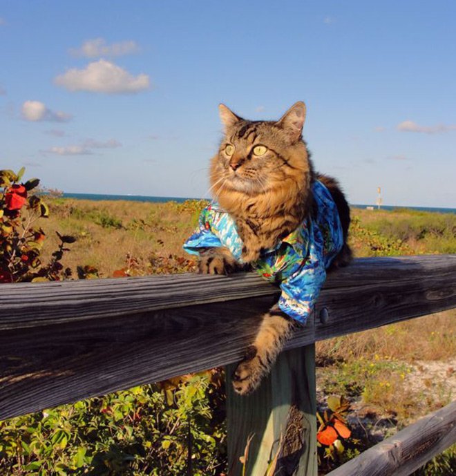 Glamorous cat in clothes, photo with a cat