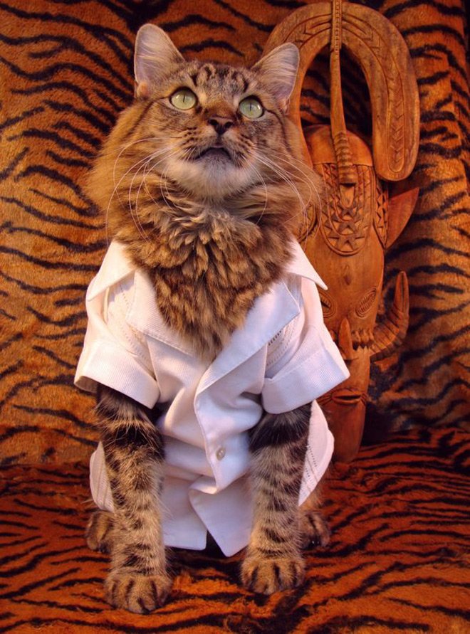 cat in clothes photo