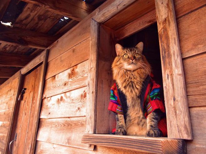 Glamorous cat lover to be photographed