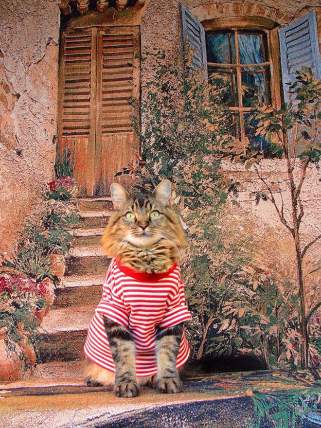 Glamorous cat in clothes, photo with a cat