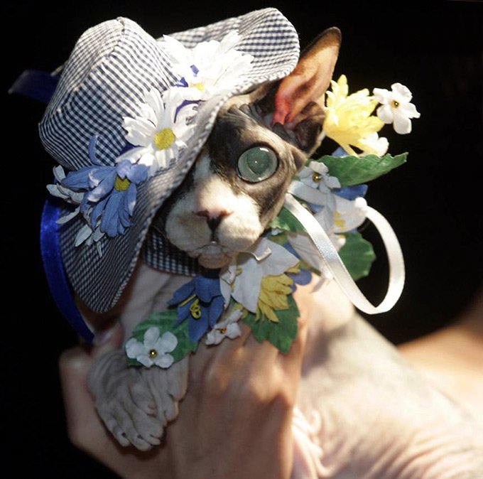 Pet Fashion Week