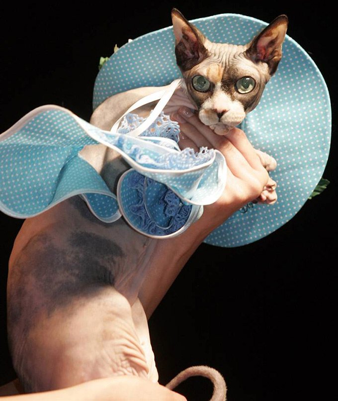 Pet's Fashion Week Russia, fashion week for domestic cats and dogs