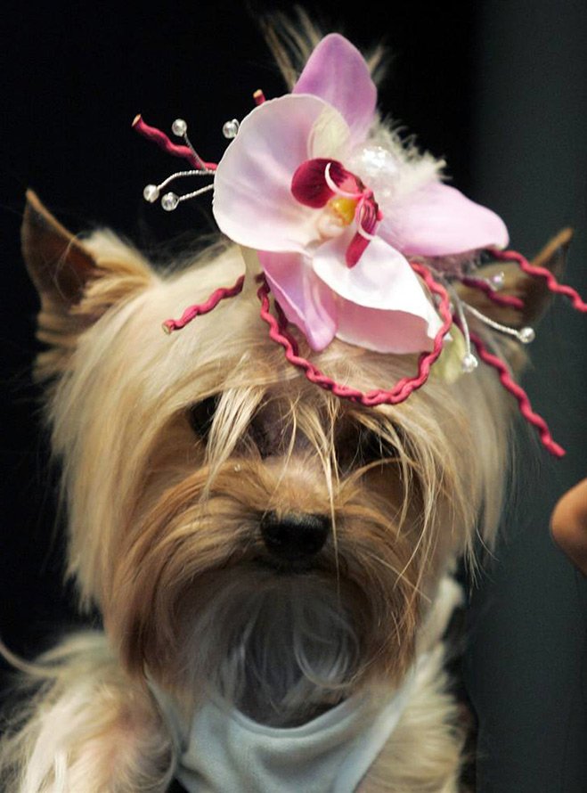 Pet Fashion Week