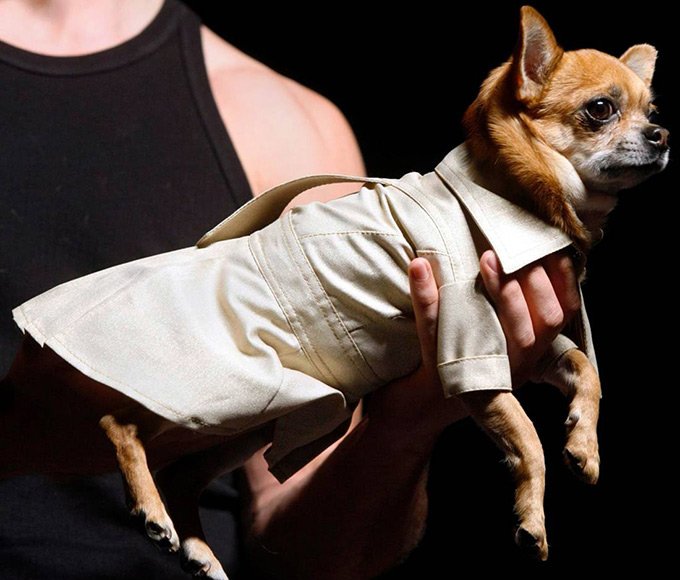 Moscow Fashion Week for Cats and Dogs