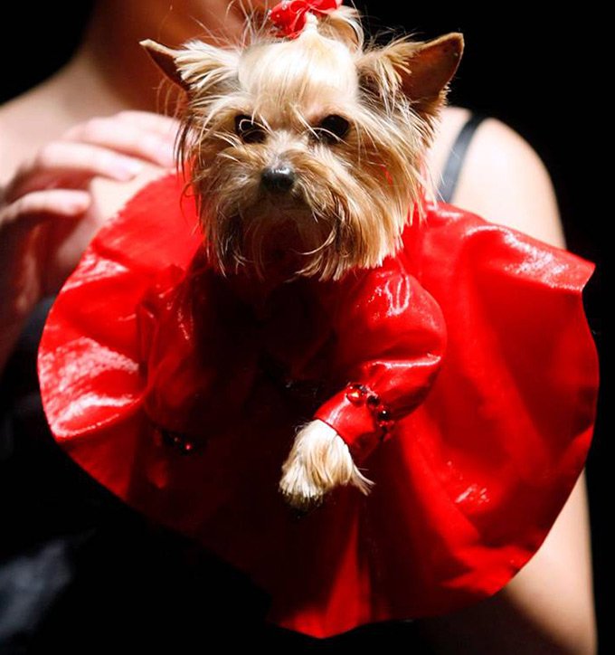 Pet's Fashion Week Russia, fashion week for domestic cats and dogs