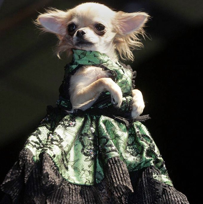 Pet's Fashion Week Russia, fashion week for domestic cats and dogs