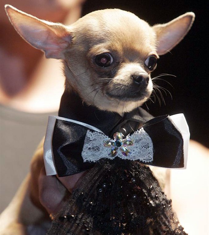 Pet Fashion Week