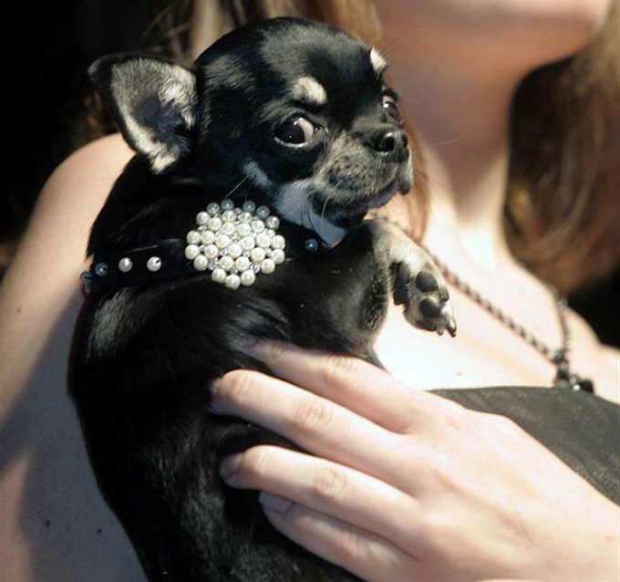 Moscow Fashion Week for Cats and Dogs