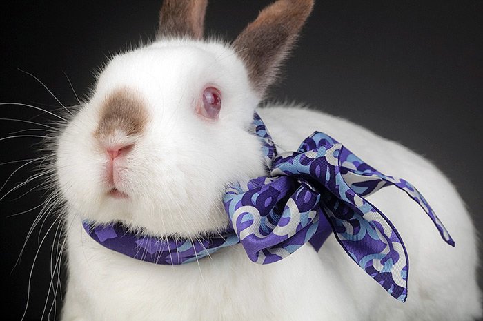 Tie a scarf for a rabbit photo