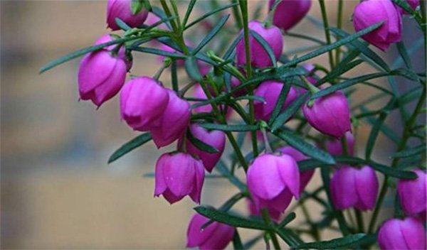 Boronia flowers, photo