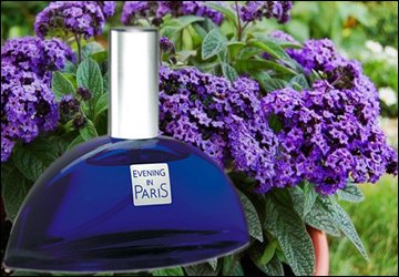 The scent of the heliotrope flower in perfumery