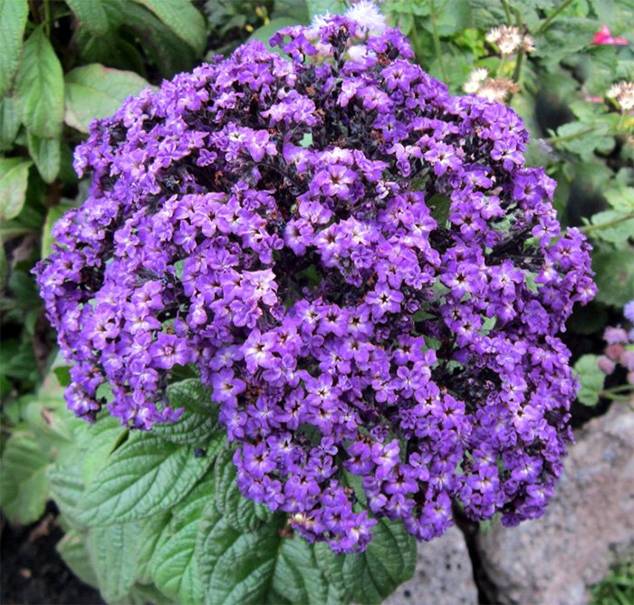 Heliotrope flower photo