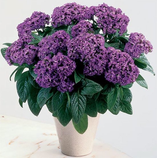 Heliotrope flower photo