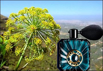 Perfumery and Galbanum