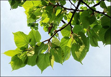 Perfumery with linden scent