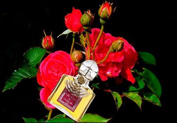 The queen of flowers rose and perfumery fragrances